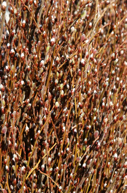 Pussy Willows - Flower Market