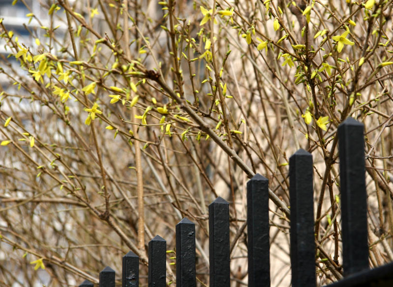 Forsythia