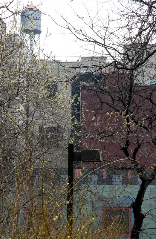 Pussy Willow Tree & Forsythia