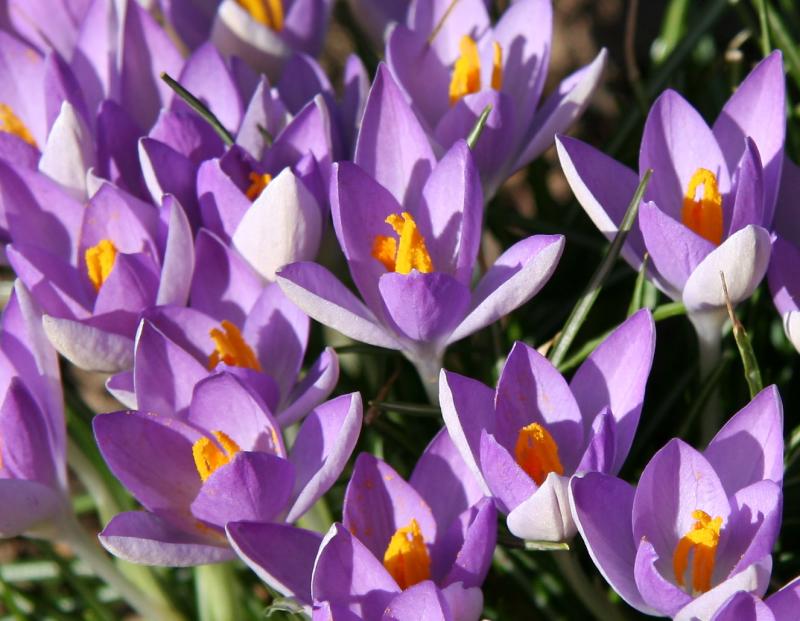 Crocuses