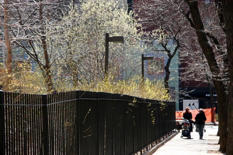 Pussy Willow Tree & Forsythia