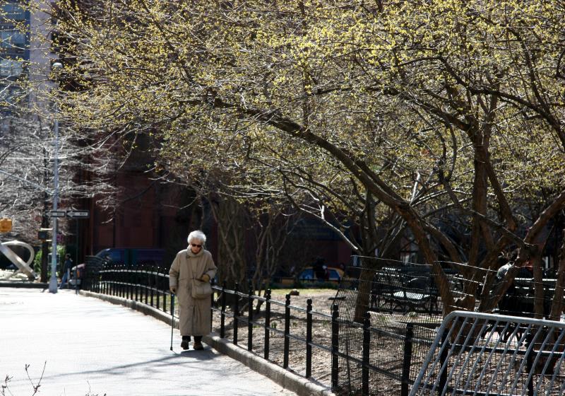 Afternoon Walk by a Dogwood Tree