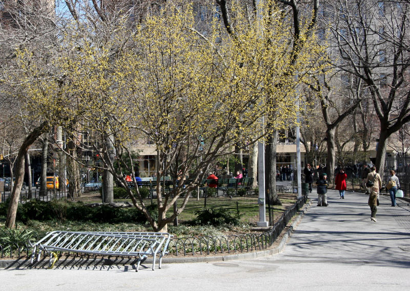 Dogwood Tree - East View