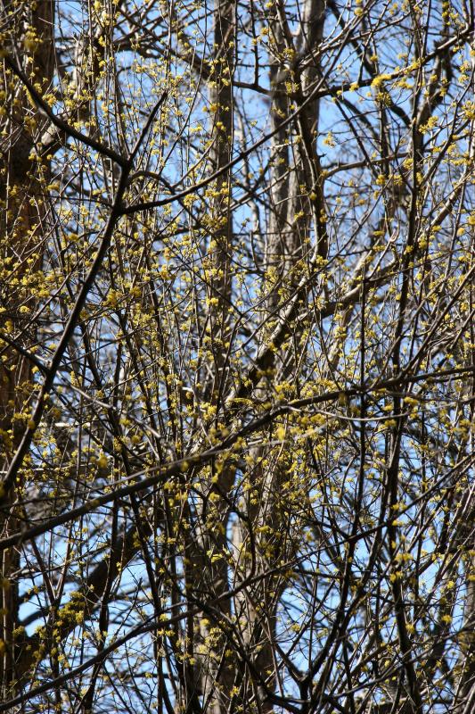 Cornas mas Dogwood Blossoms