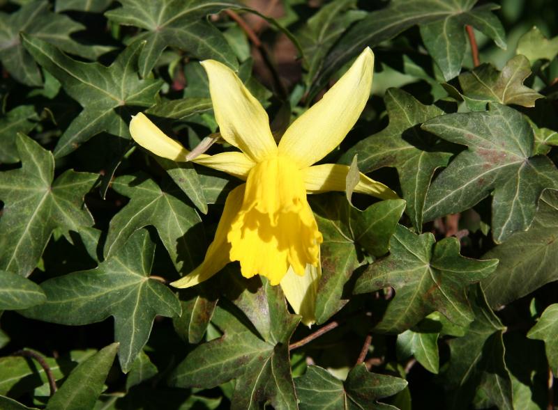 Daffodil on a Bed of Ivy