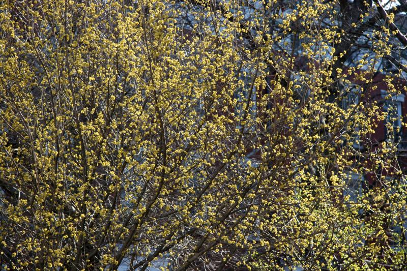Cornus mas Dogwood
