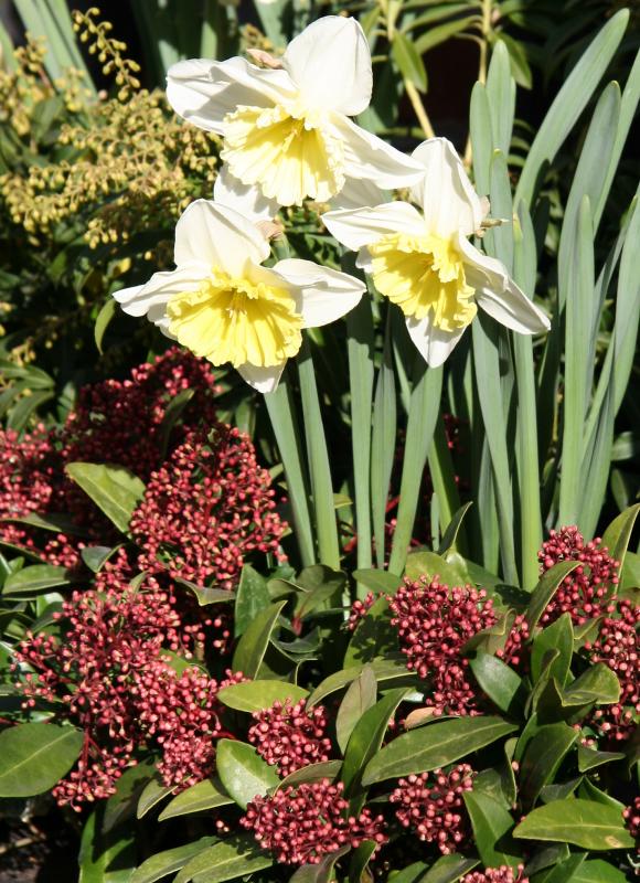 Flower Box Arrangement