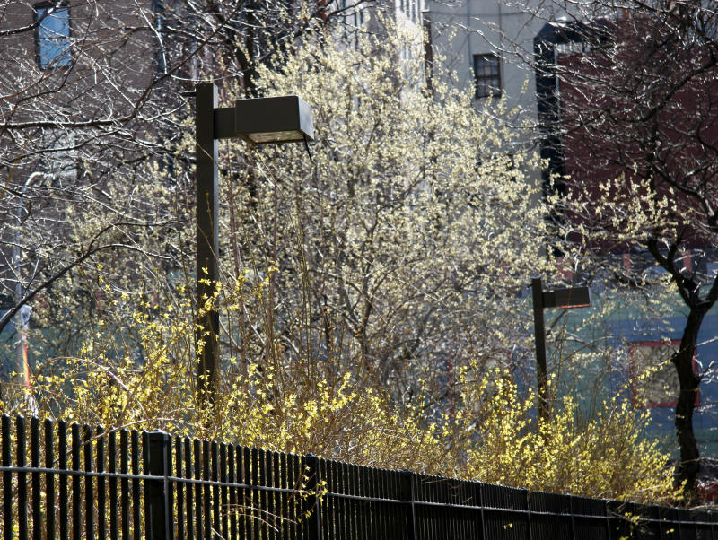 Forsythia & Pussy Willow Buds