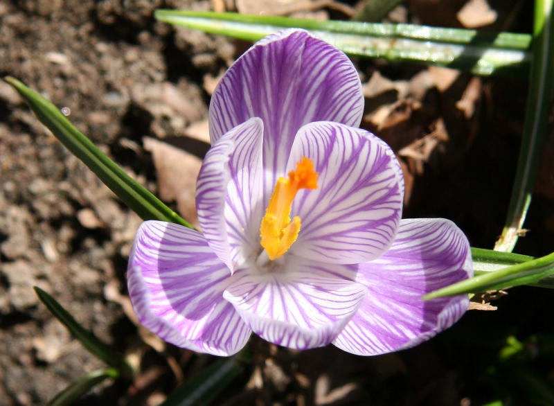 Crocus