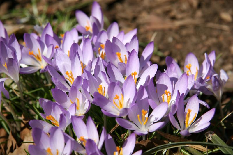 Crocuses