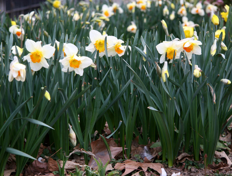 Daffodils