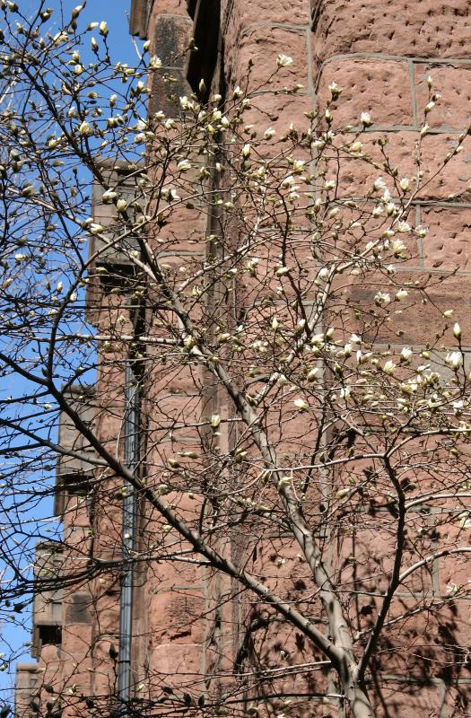 Ascension Church Magnolia Tree