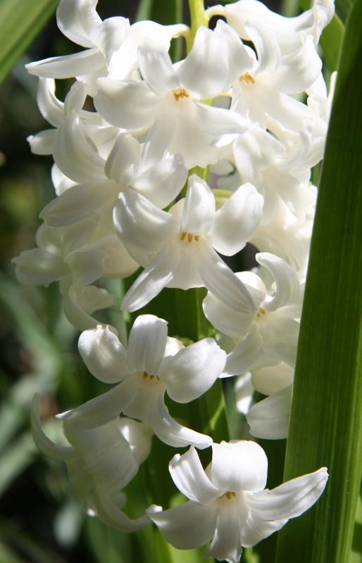 Hyacinth