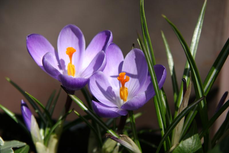 Crocuses