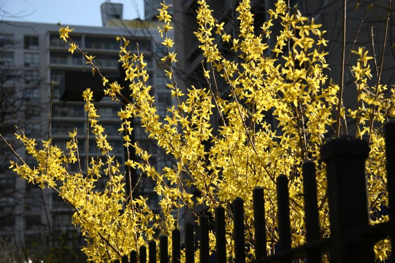 Forsythia