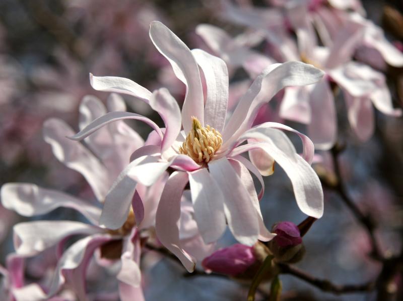 Magnolias