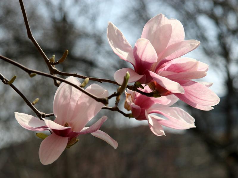 Tulip Tree Blossoms