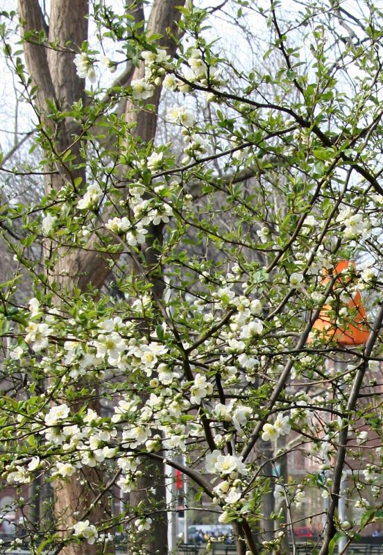 Quince or Chaenomeles speciosa