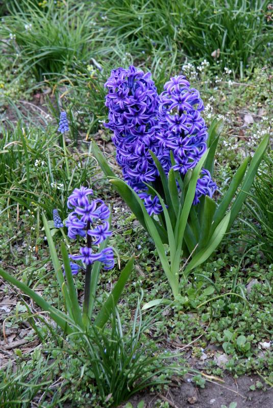 Hyacinths