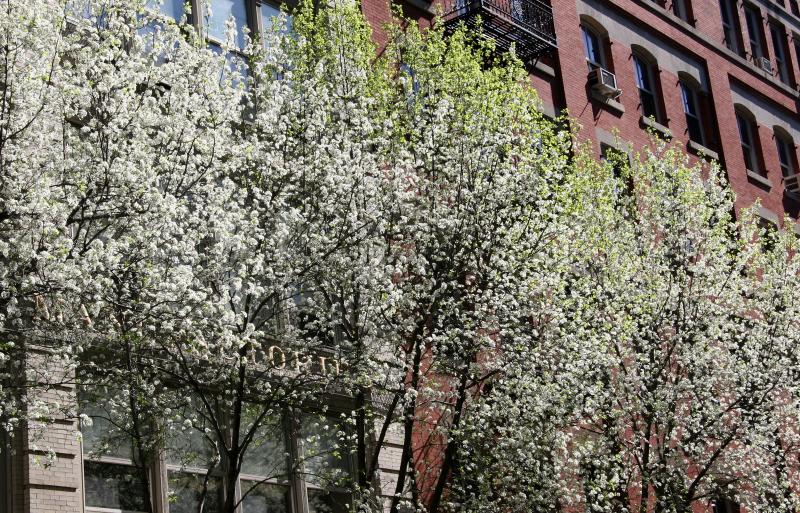 Pear Trees