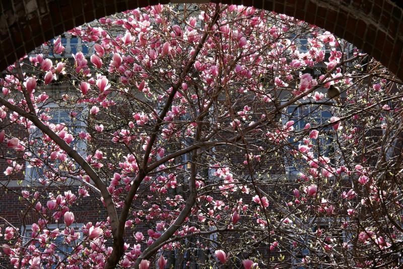 Tulip Tree Blossoms - NYU Law School