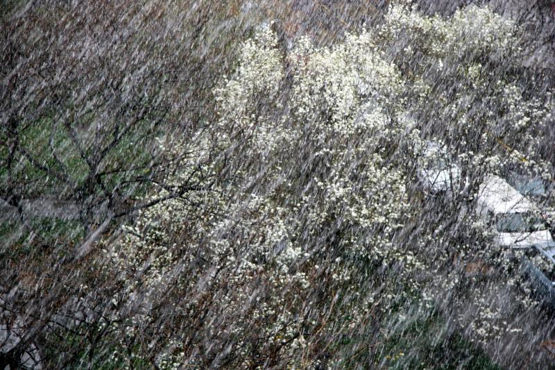 Pear Trees in a Snow Shower
