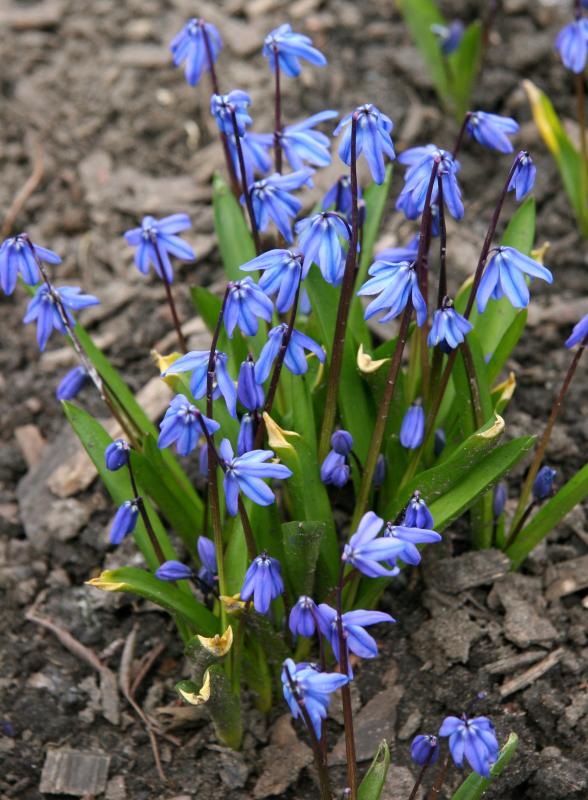 Squill (Scilla siberica)