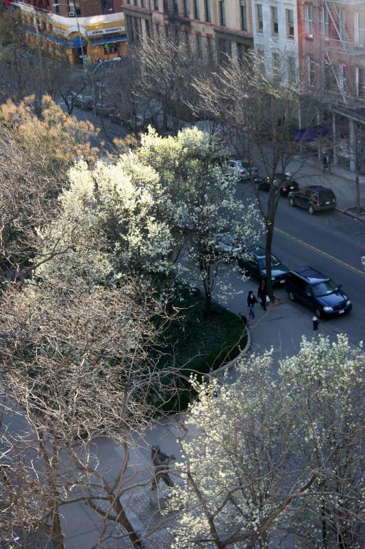 Pear Trees in Blossom