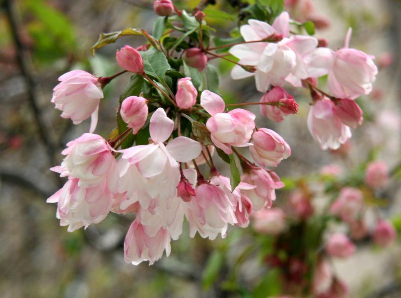 Pink Apple Tree Blossoms