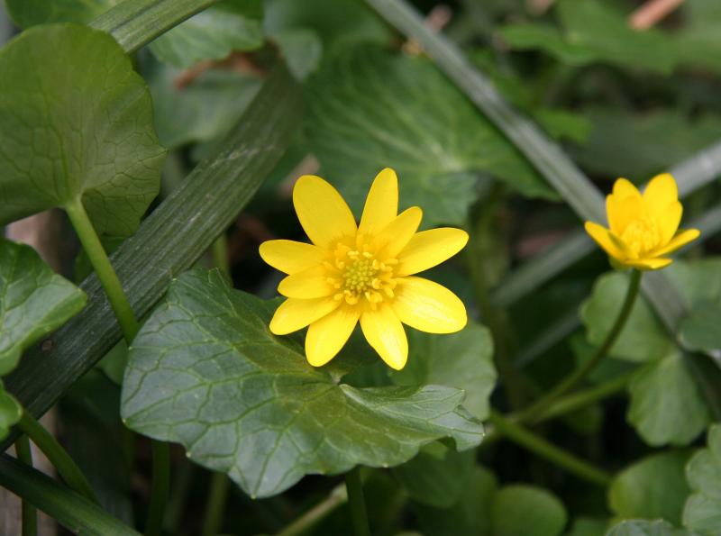 Marsh Marigold