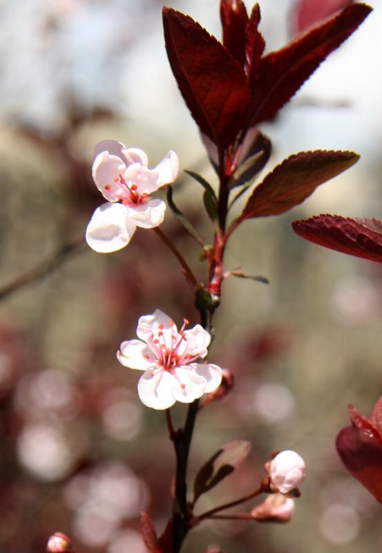 Prunus Bush