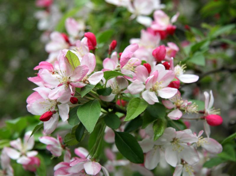 Crab Apple Blossoms