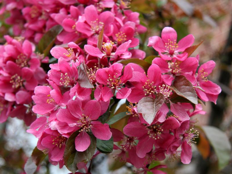 Cherry Blossoms