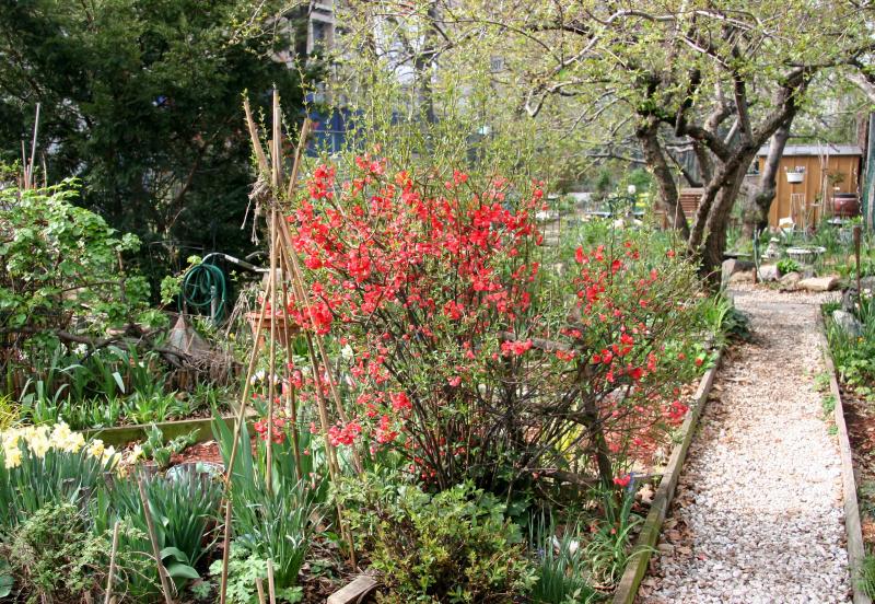 Quince Bush & Garden Path