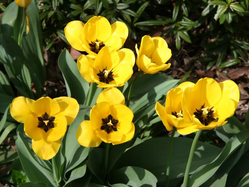 Tulips
