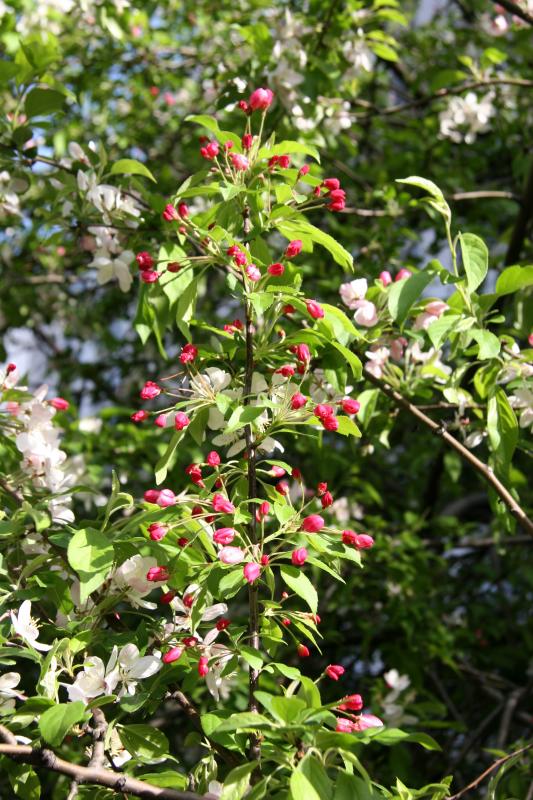Crab Apple Tree Blossoms