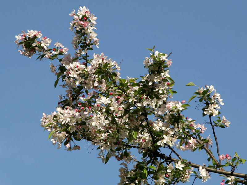 Rabbit Ears - Crab Apple Tree Blossoms