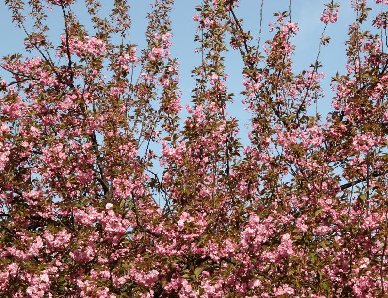 Cherry Tree Blossoms