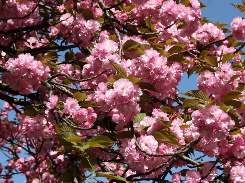Cherry Tree Blossoms