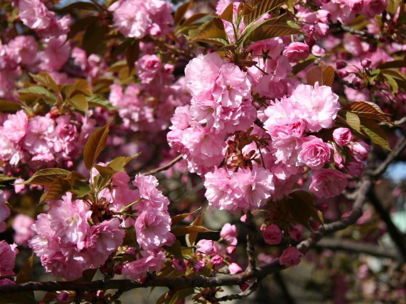 Cherry Tree Blossoms