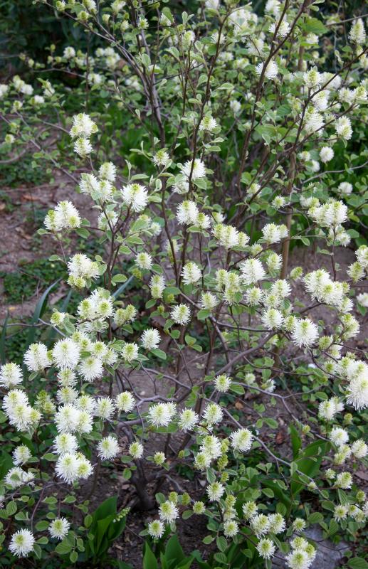 Fothergilla Blossoms