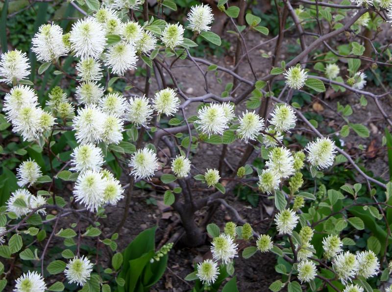 Fothergilla Blossoms