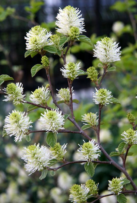 Fothergilla Blossoms