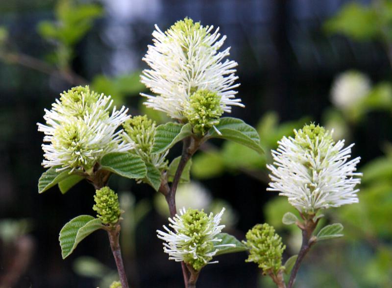 Fothergilla Blossoms