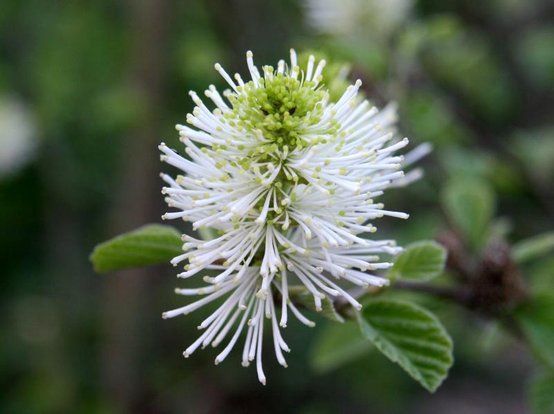 Fothergilla Blossom