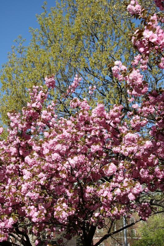 Cherry and Oak Tree Blossoms