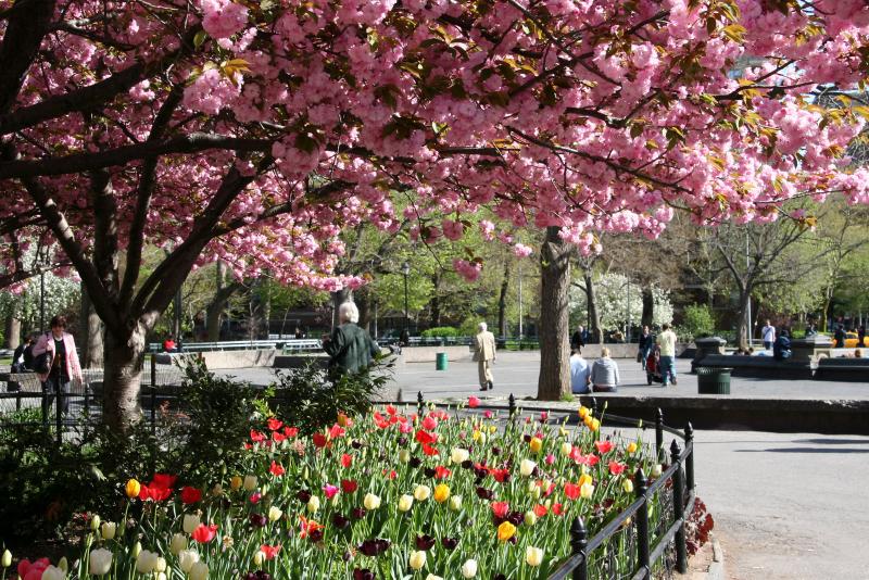 Cherry Blossoms & Tulips