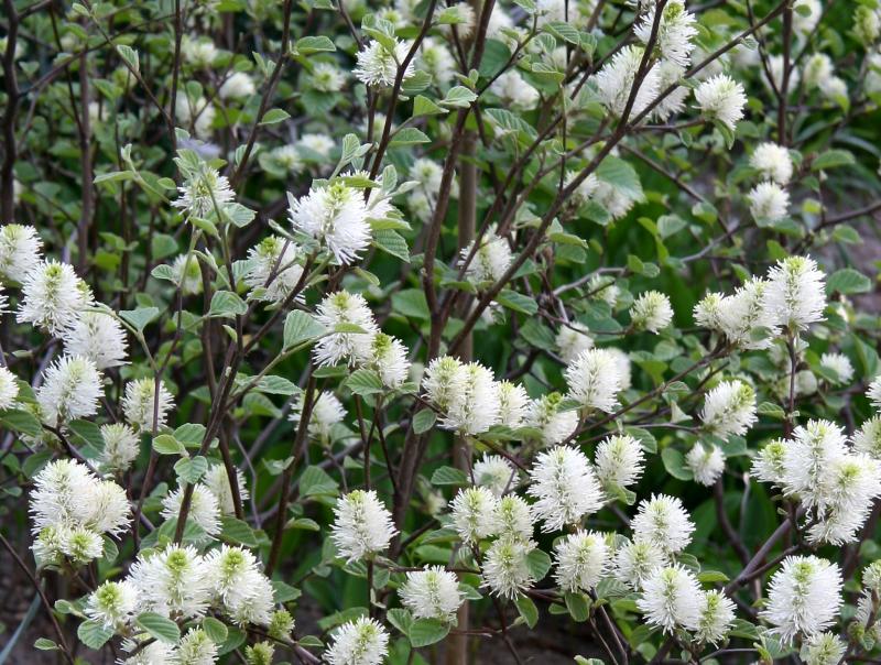 Fothergilla