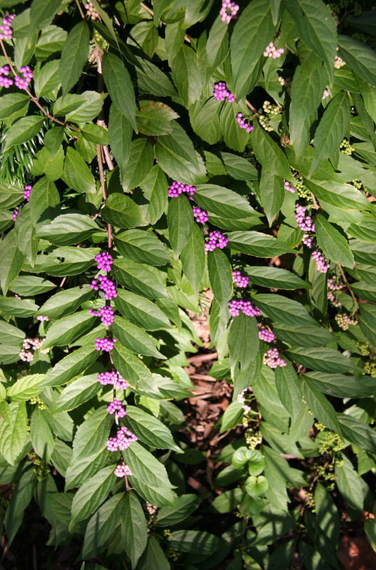 Beauty Berry Bush or Callicarpa