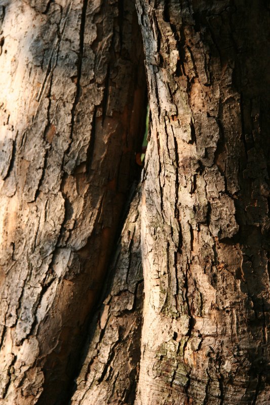 Crab Apple Tree Bark